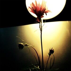 신인류의 - 'COSMOS'[REC,MIX,MA] Mixed by 문정환